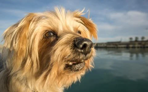 Dog face. Wide angle Selective focus on the eyes. Yorkshire Terrier Stock Photos