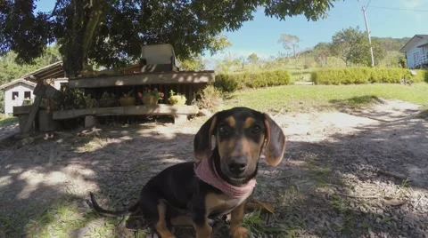 Dog facing the camera Stockbeeldmateriaal 56581425