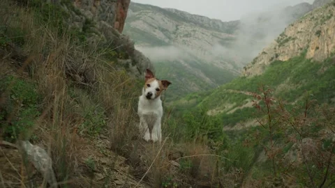 Dog facing camera in remote trail Stock Footage 309426422