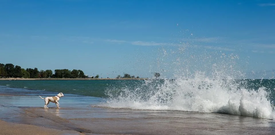 Dog Facing Large Waves Stock Photos