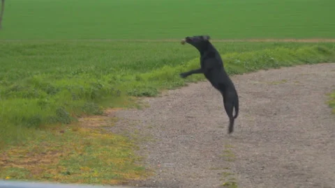 Dog fail ball catch funny in park Slow Motion Zoom Medium Shot Stock Footage