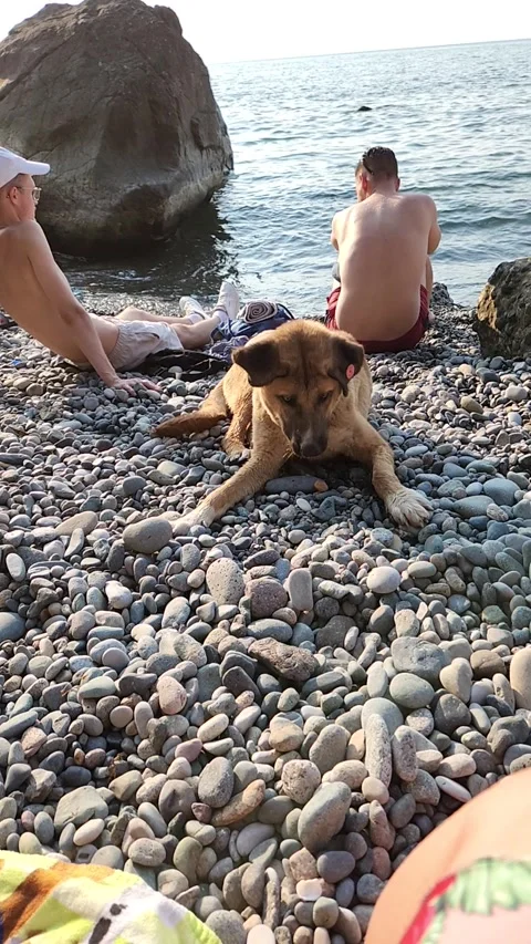Dog failed Stock Footage 252057633