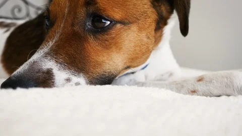 Dog Falling Asleep in Bed Stock Footage 115805272