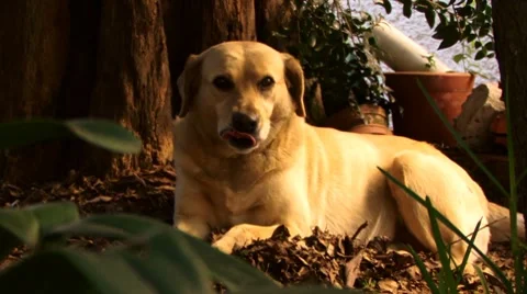 Dog falling asleep Stock Footage