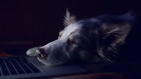 Dog is falling asleep 動画素材 102254002