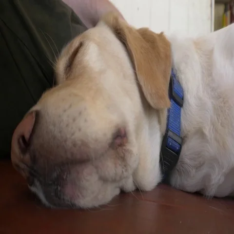 Dog Falling Asleep Next to Owner on Wooden Deck, 4K Stock Footage 69524330