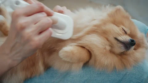 Dog falling asleep while grooming Video stock 174715173
