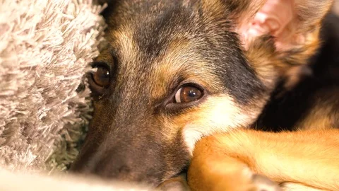 Dog falls asleep Stock Footage 101841873