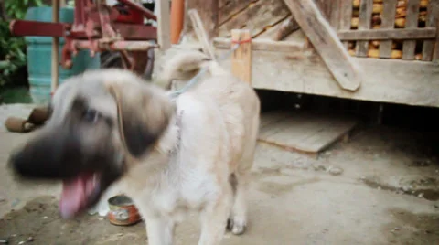 Dog of the farm is excited Stock Footage 32186383