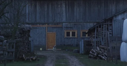 Dog in a farm Stock Footage 89946231