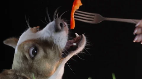 Dog fed red pepper Stock Footage 88103447
