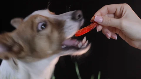 Dog fed red pepper Stock Footage 88103465