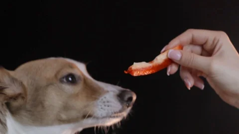 Dog fed red pepper Stock Footage 88103493