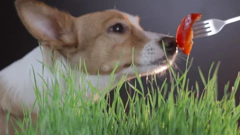 Dog fed red pepper Stock Footage 88103528