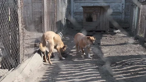 Dog Feeding in the Aviary Vídeos de archivo 133245614