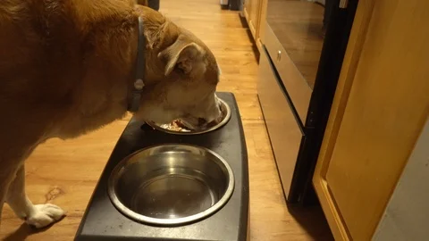 A dog feeding from an elevated bowl stand. Stock Footage 119215417