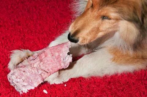 Dog feeding Stock Photos