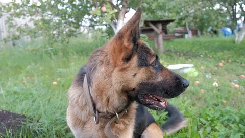 Dog feel hot Stock Footage 114570002