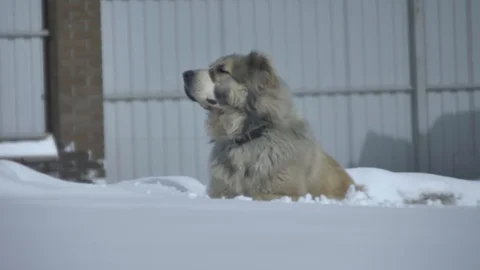 The dog feels the general plan Stock Footage 88102875