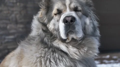 The dog feels the nose Stock Footage 88103053