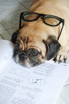 Dog fell asleep while doing her homework Stock Photos