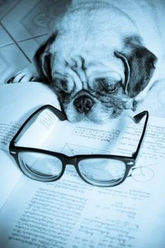 Dog fell asleep while doing her homework Stock Photos