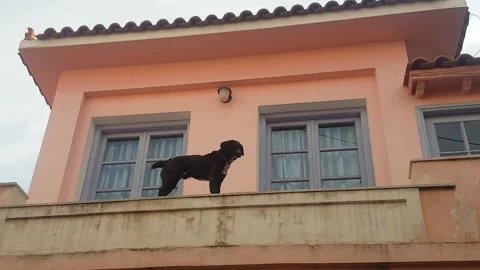 Dog on the fence Stock Footage 166577615