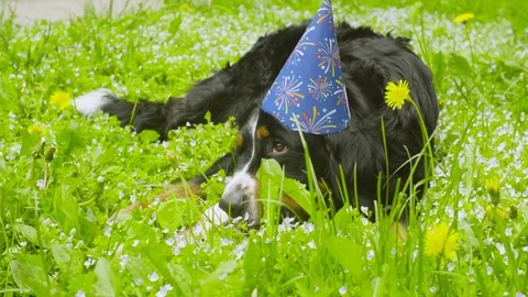 A dog in festive cap eating a bone Stock Footage 76653452