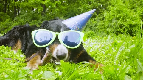A dog in festive cap eating a bone Video stock 76693573