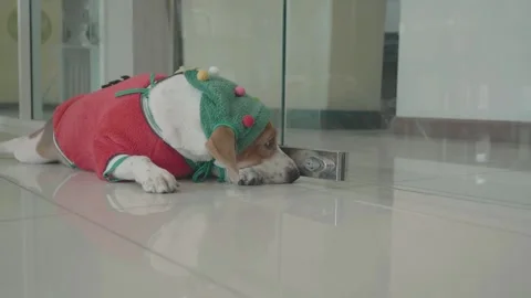 Dog in a Festive Sweater Exploring a Vent Stock Footage 318938584