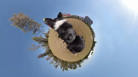 Dog fetch in 360 tiny planet Stock Footage 126774446