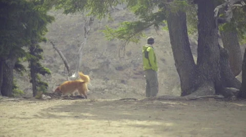 Dog fetches bone Stock Footage 59045762