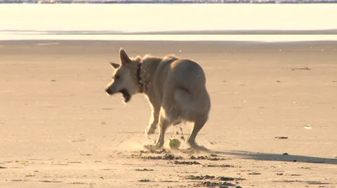 Dog Fetching Ball at the Beach Slow Motion Stock Footage 34300835