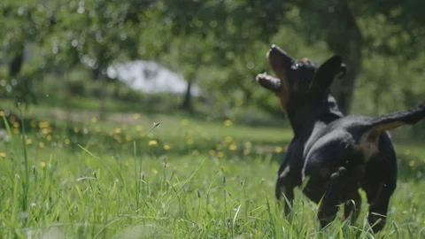 Dog fetching a ball 動画素材 89866920