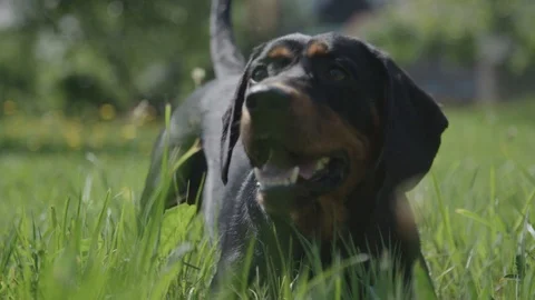 Dog fetching a ball Video stock 89866942