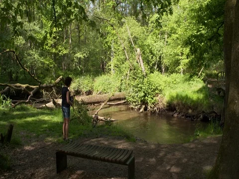 Dog fetching a ball out of a small creek in the woods Stock Footage 75733395