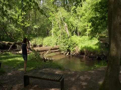 Dog fetching a ball out of a small creek in the woods Stock Footage 75733509