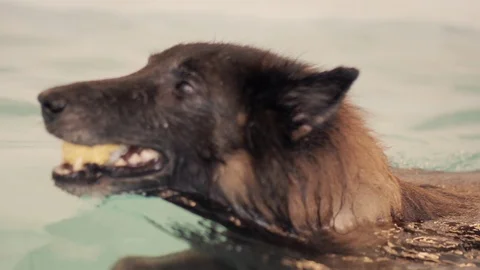 Dog Fetching Ball In Pool Stock Footage 86649922