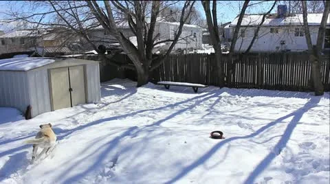 Dog fetching Video stock 20603772