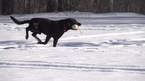 Dog Fetching Vídeo Stock 65429022