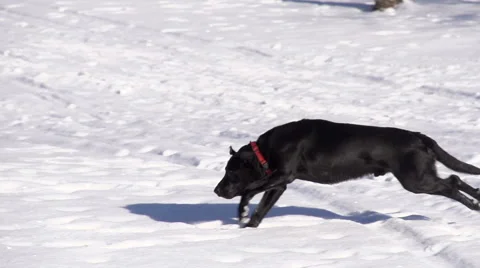 Dog Fetching Stock Footage 65429029