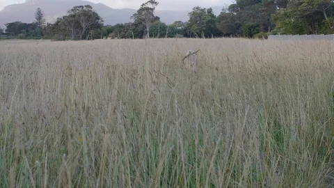 Dog fetching stick while on walk Video stock 85856438