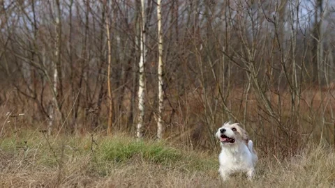 A dog in a field catches a rubber ring in flight. Jack Russell Terrier training  Stock Footage 255387368