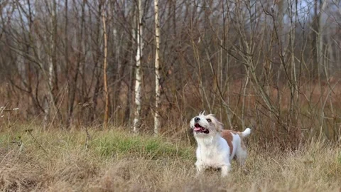 A dog in a field catches a rubber ring in flight. Jack Russell Terrier training  Stock Footage 255387400
