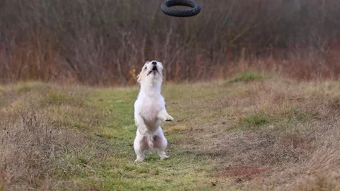 A dog in a field catches a rubber ring in flight. Jack Russell Terrier training  Stock Footage 255387417
