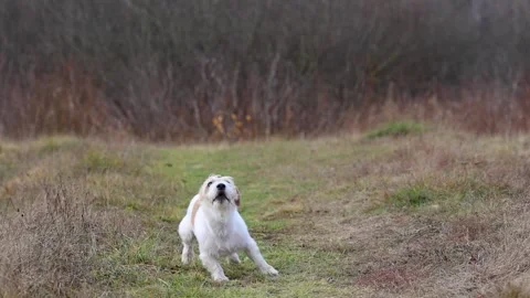 A dog in a field catches a rubber ring in flight. Jack Russell Terrier training  Stock Footage 255387436