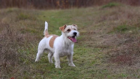 A dog in a field catches a rubber ring in flight. Jack Russell Terrier training  Stock Footage 255387455