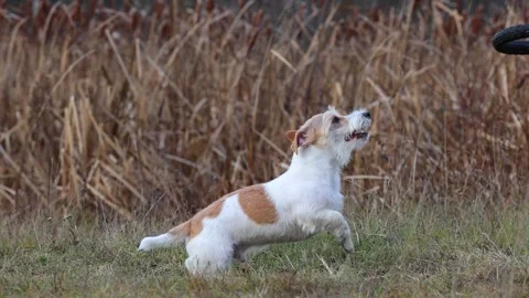 A dog in a field catches a rubber ring in flight. Jack Russell Terrier training  스톡 동영상 255387468