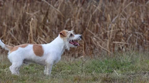 A dog in a field catches a rubber ring in flight. Jack Russell Terrier training  스톡 동영상 255387511