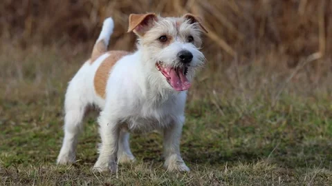 A dog in a field catches a rubber ring in flight. Jack Russell Terrier training  스톡 동영상 255387531